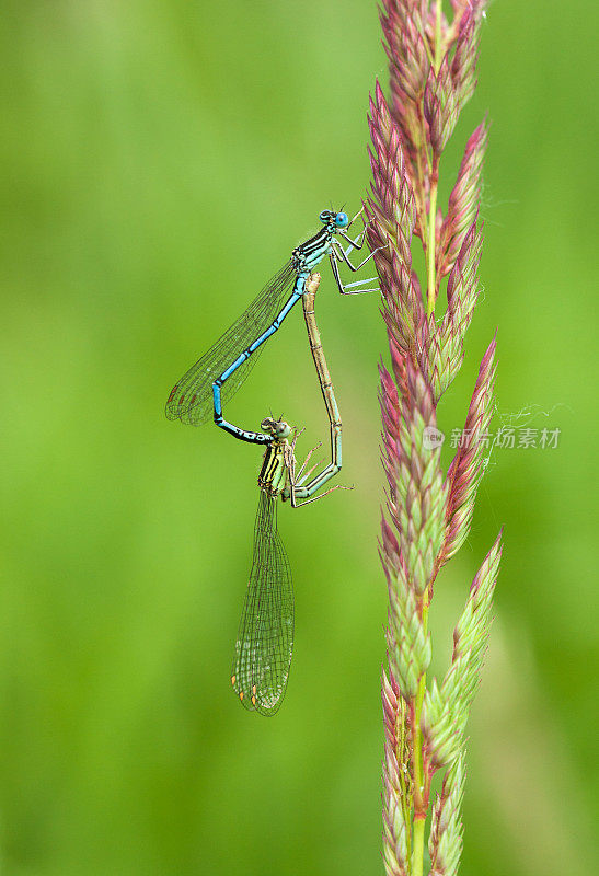 交配的蓝豆娘(Coenagrion puella)